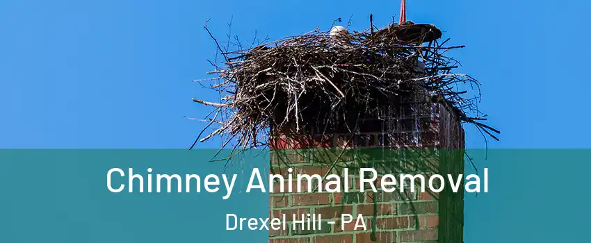  Chimney Animal Removal Drexel Hill - PA