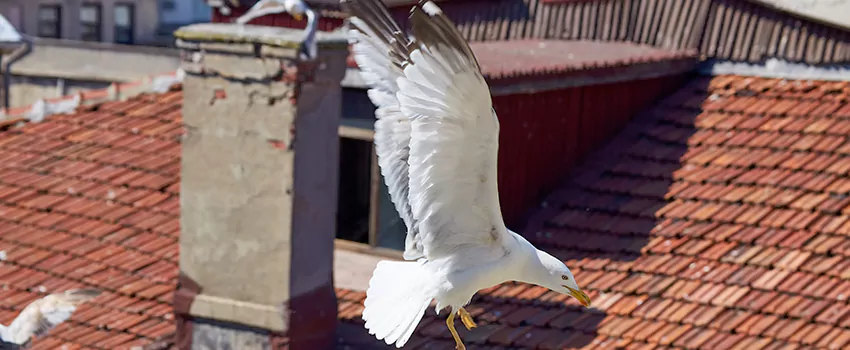 Residential Chimney Animal Removal Solution in Drexel Hill, PA